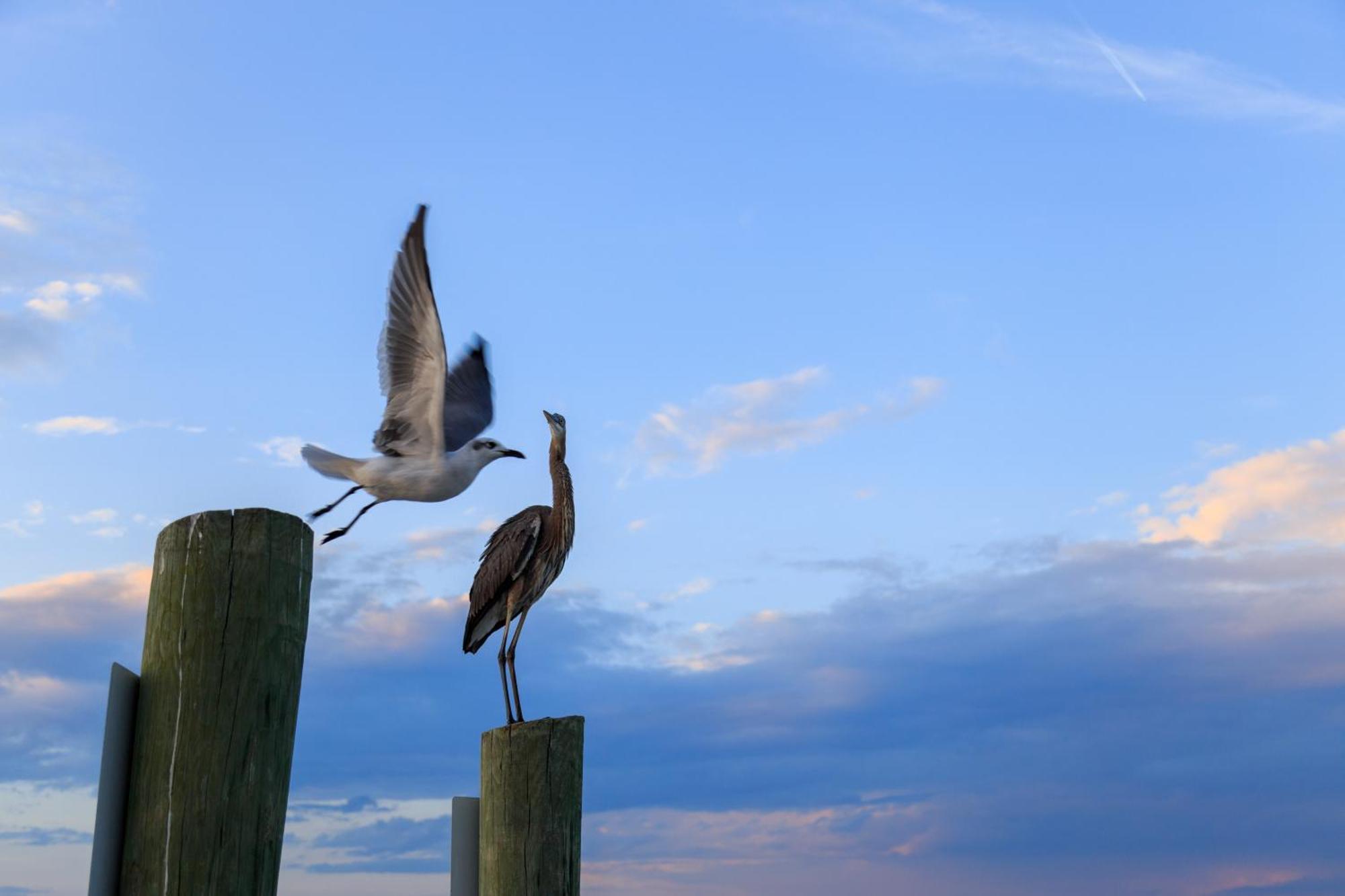 Forest Beach Villas Hilton Head Island Cameră foto